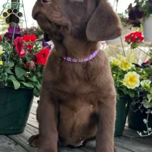 Carly, Chocolate Labrador Retriever Puppy